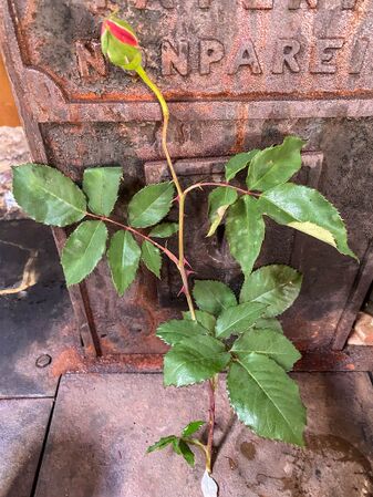 Rose d'Amour, Pat Toolan (2)-2-w.jpg