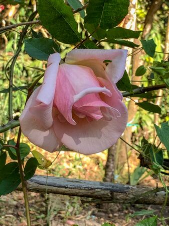 Takamasa Tsuge, Rosarian’s Rosarian 7-2-w.jpg