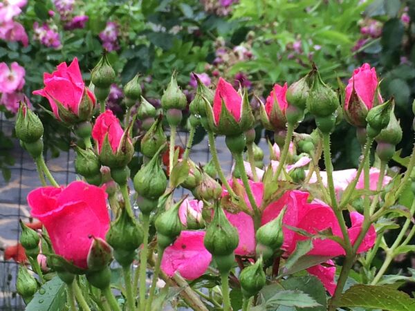 Un des rosiers Syra dont la hauteur dépasse1 mètre