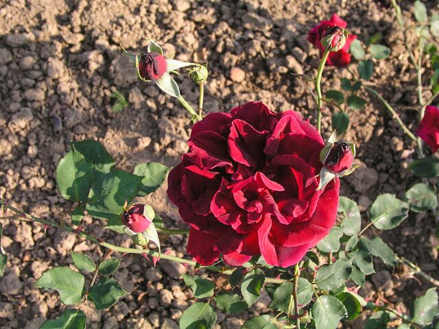 Satán – Rose-Biblio