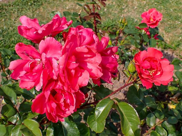 Senora de Carulla,, Krzysztof Ziarnek, SGH 1-2-w.jpg