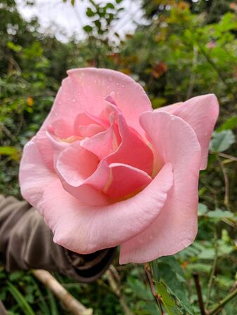 Takamasa Tsuge, Rosarian’s Rosarian 9-2-w.jpg