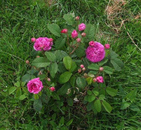 Belle Flore - GE Parennes DSCF3395-2-w.jpg