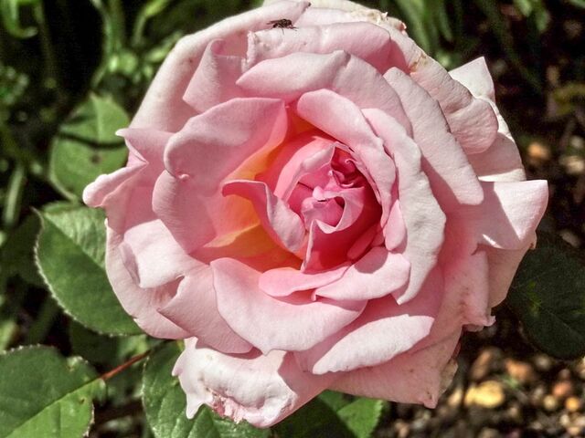 Lady Sylvia – Rose-Biblio