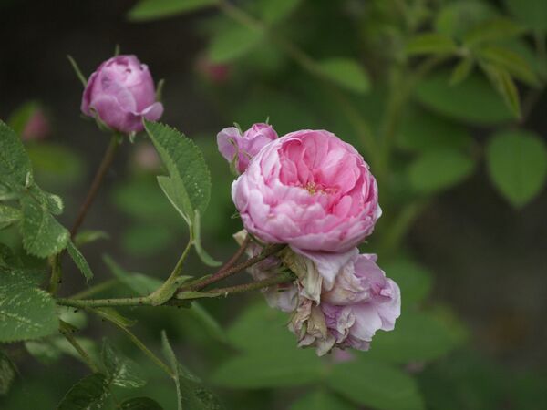 Rosa centifolia-Pompon de Bourgogne-2020-06-13- 6138877.jpg
