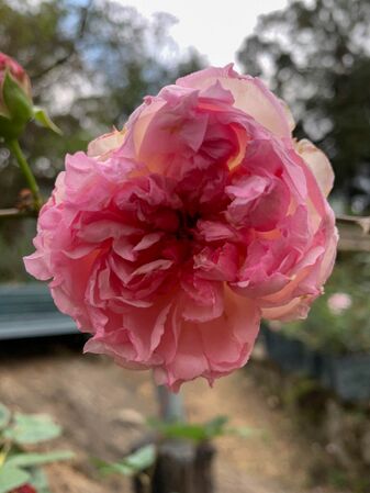 Rose of Yesterday, Girija Viraraghavan 3-2-w.jpg