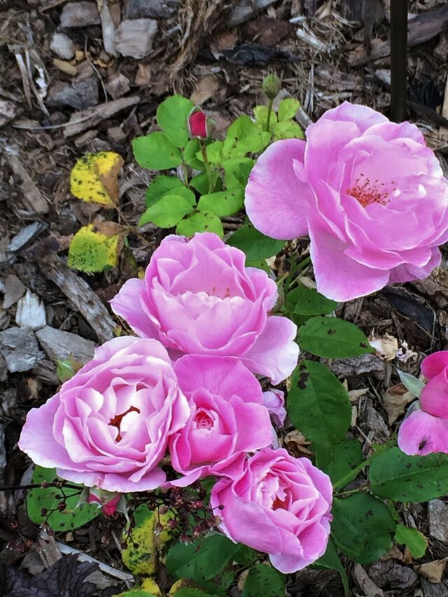 Walferdange – Rose-Biblio