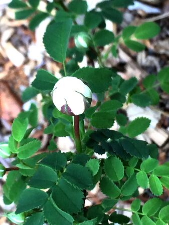 Très vite les fleurs (dont les boutons sont globuleux) deviennent blanches
