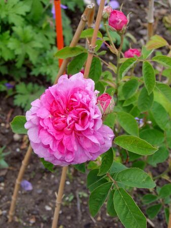 Agathe de Saint-Caprais-de-Blaye (7)-2-w.jpg