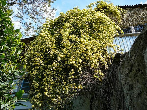 Banksia Lutea 1, Krim-2-w.jpg