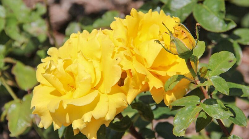 Condesa de Barcelona 3-2-w.jpg