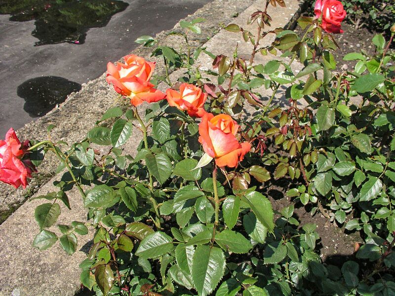 Datei:Königin der Rosen, Olomouc Rosenpark-2-w.jpg