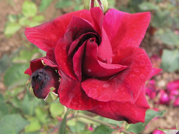 Satan, Průhonický park, Chotobuz 3-2-w.jpg