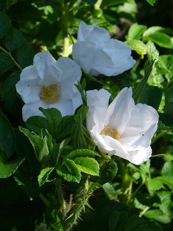 Rosa rugosa alba 2.jpg