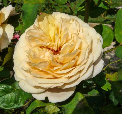 Roselandia, Andrea Moro, Università di Trieste 2-2-w.jpg