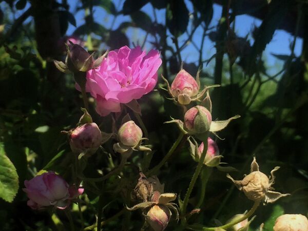 Quelques boutons floraux montrent une variation de coloris; effet météo?