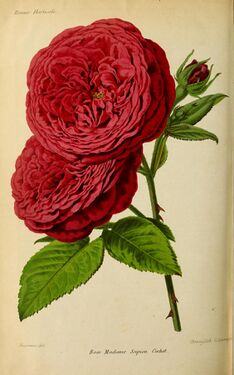 Revue Horticole 1872