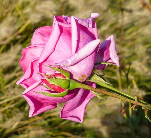 Andrés Battle, Andrea Moro, Università di Trieste 5-2-w.jpg