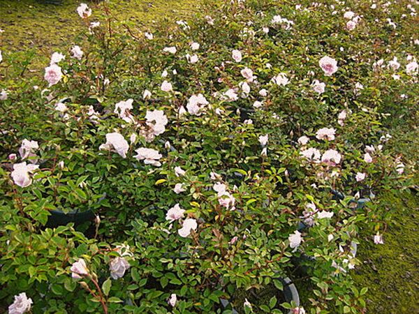 Hume's Blush Tea-scented China, Mejiamei Gardening Co., Ltd 6-1-w.jpg
