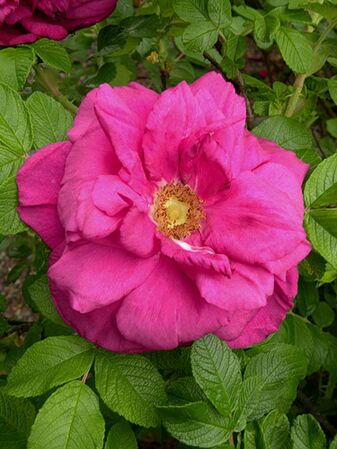 Moje Hammarsberg, Finnish Rose Society 1.jpg