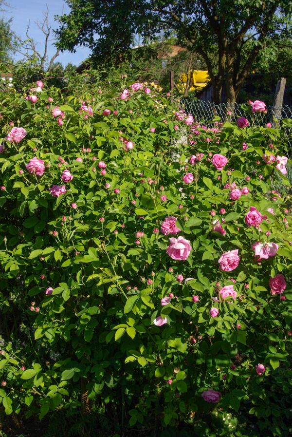 La Noblesse RoseBiblio