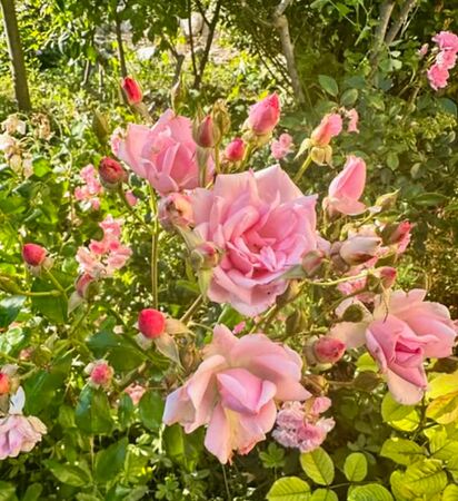 Toresky, roses josep 4-2-w.jpg