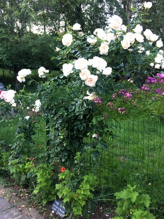 Mady en juin 2025 avec sa floraison très riche. Le climat chaud lui convient très bien