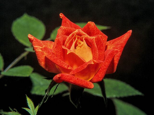 Amber Sun – Rose-Biblio
