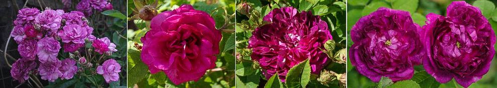 Kat purpur-violett -w.jpg