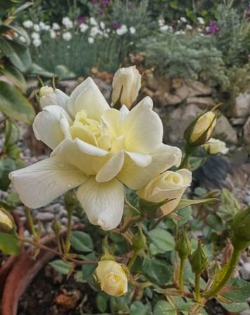 Para Ti, roses josep 3-2-w.jpg