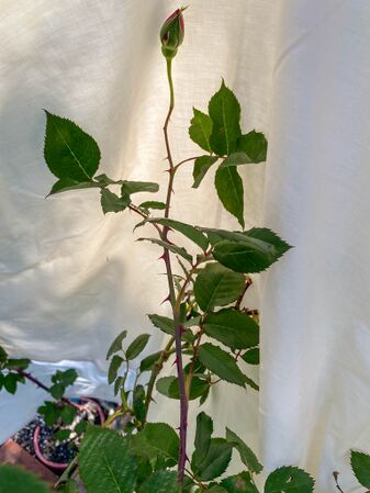 Rose d'Amour, Pat Toolan (5)-2-w.jpg