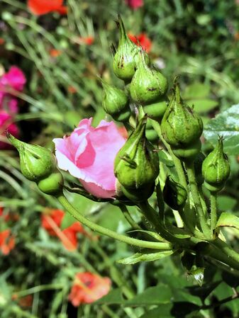 Sport, d'un ton rose, aux nombreux boutons floraux