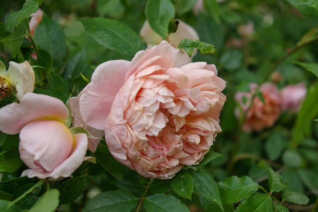 Colette – Rose-Biblio