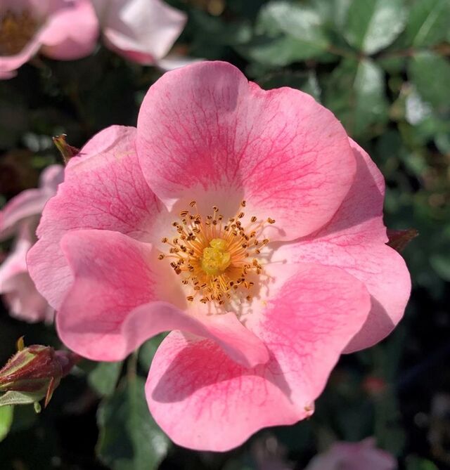 Candy Rose – Rose-Biblio