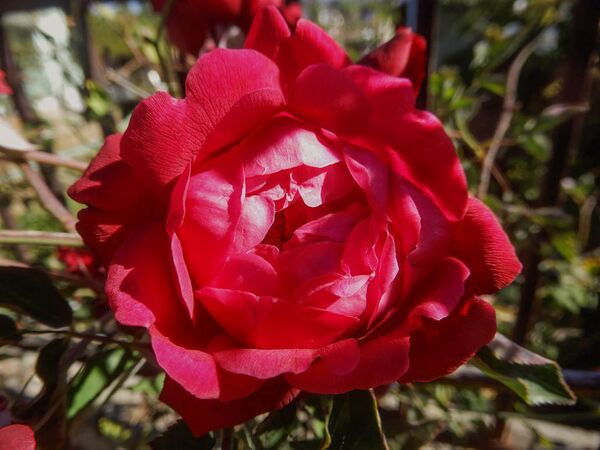 Elisabeth's China, Jeri Jennings 4-2-w.jpg