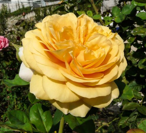 Roselandia, Andrea Moro, Università di Trieste 1-2-w.jpg