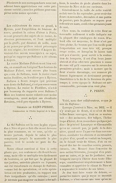 Datei:Safrano, JdR 1882 Text 2-w.jpg – Rose-Biblio