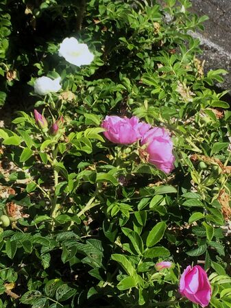 Deux séries de rosiers "Roadrunners" (Pink RR et Frozen RR) regroupées dans le même parterre