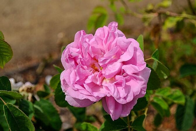 Rose de Puteaux, Masha, San Jose Heritage Eose Garden 1-w.jpg