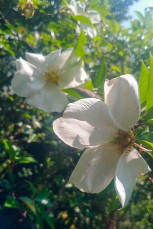 Cooper's Burmese, Girija Viraraghavan 4-2-w.jpg