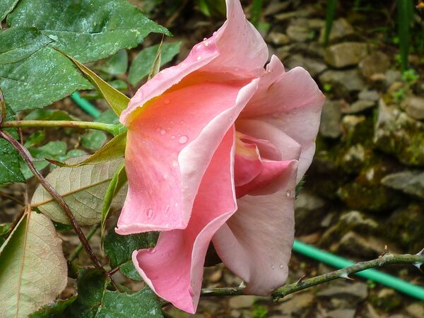 Takamasa Tsuge, Rosarian’s Rosarian 10-2-w.jpg