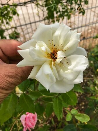 Bouquet tout fait, Gerhard Reinhold 2-2-w.jpg