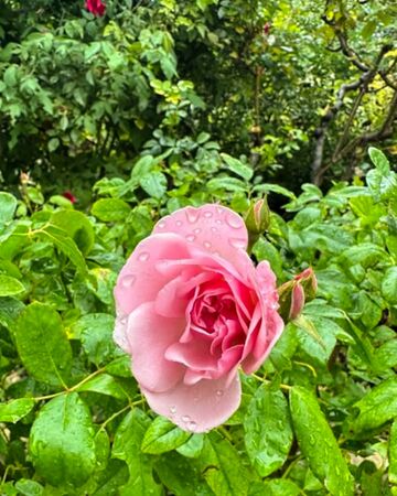 Toresky, roses josep 5-2-w.jpg