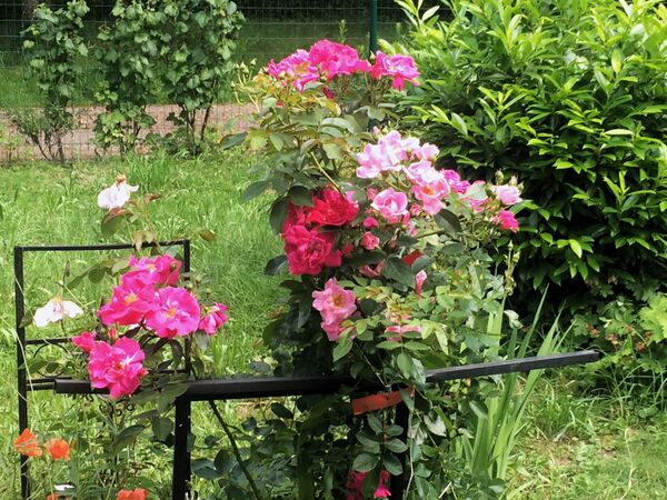 Un des rosiers avec ses 3 tiges mutées