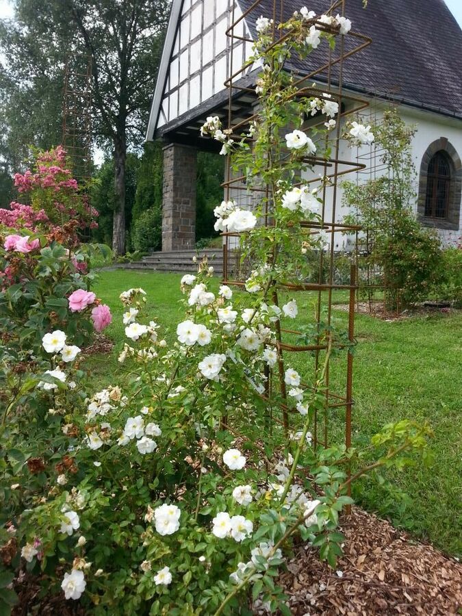 Sander's White Rambler – Rose-Biblio