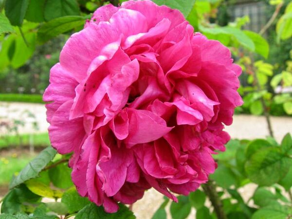 Rose à Parfum de L'Haÿ, Stéphane Barth, L'Hay 1-w.jpg