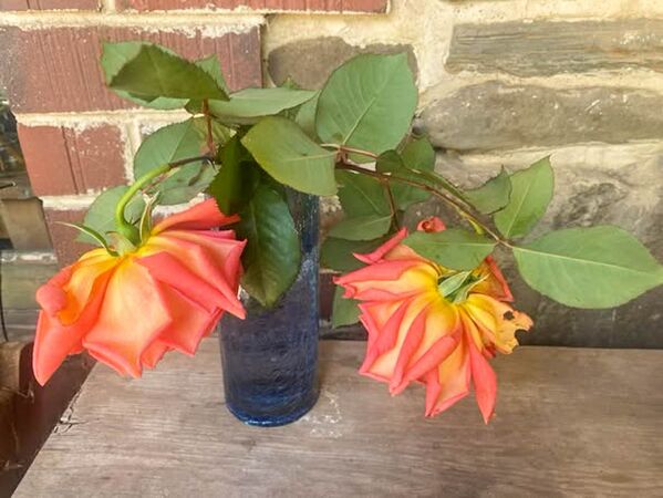 Rose d'Amour, Pat Toolan 5-2-w.jpg