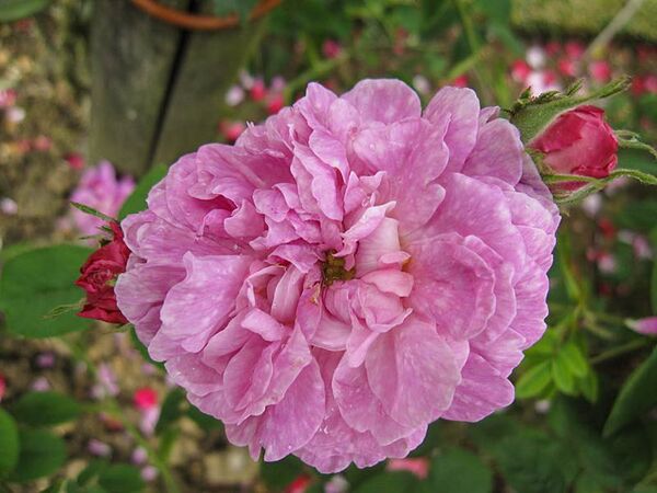 Alcime 1845, Stéphane Barth, L'Haÿ 1-2-w.jpg