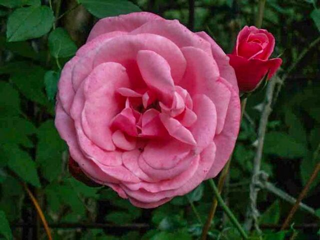 Pink Perpétué – Rose-Biblio