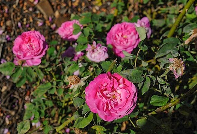 Clémentine Séringe, Masha, San Jose Heritage Rose Garden 4-w.jpg